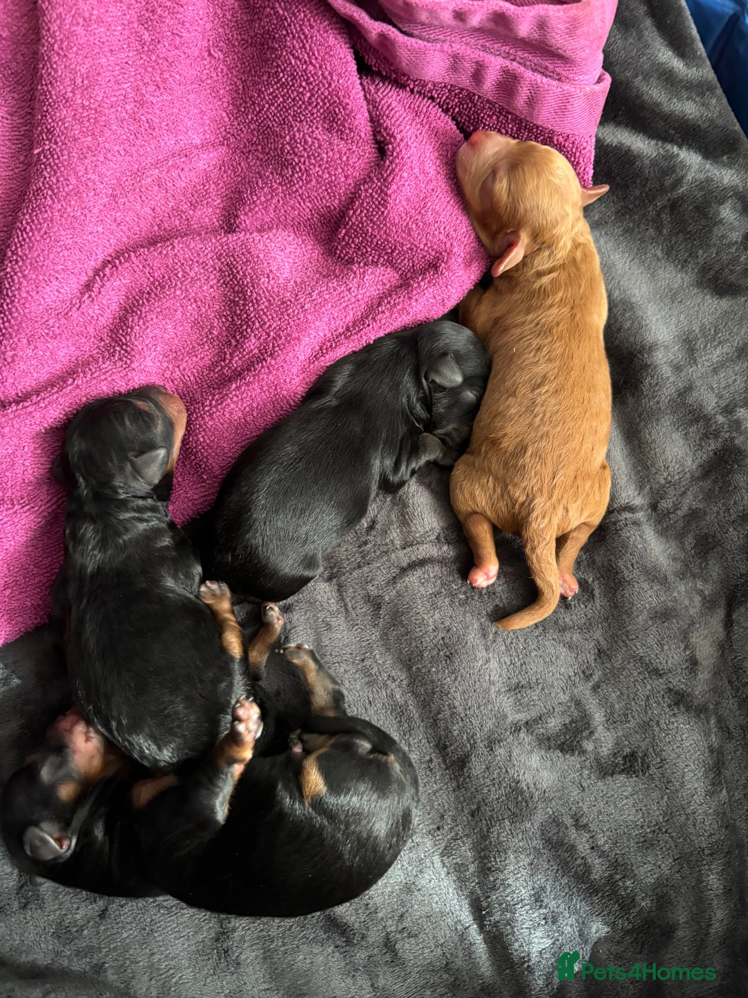 Cavapoochon dogs for sale: Toy Cavapoochons F1B - Image 1