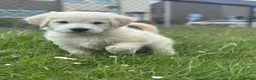 Golden Retriever dogs for sale: 8 week old golden retriever  - Advert 3