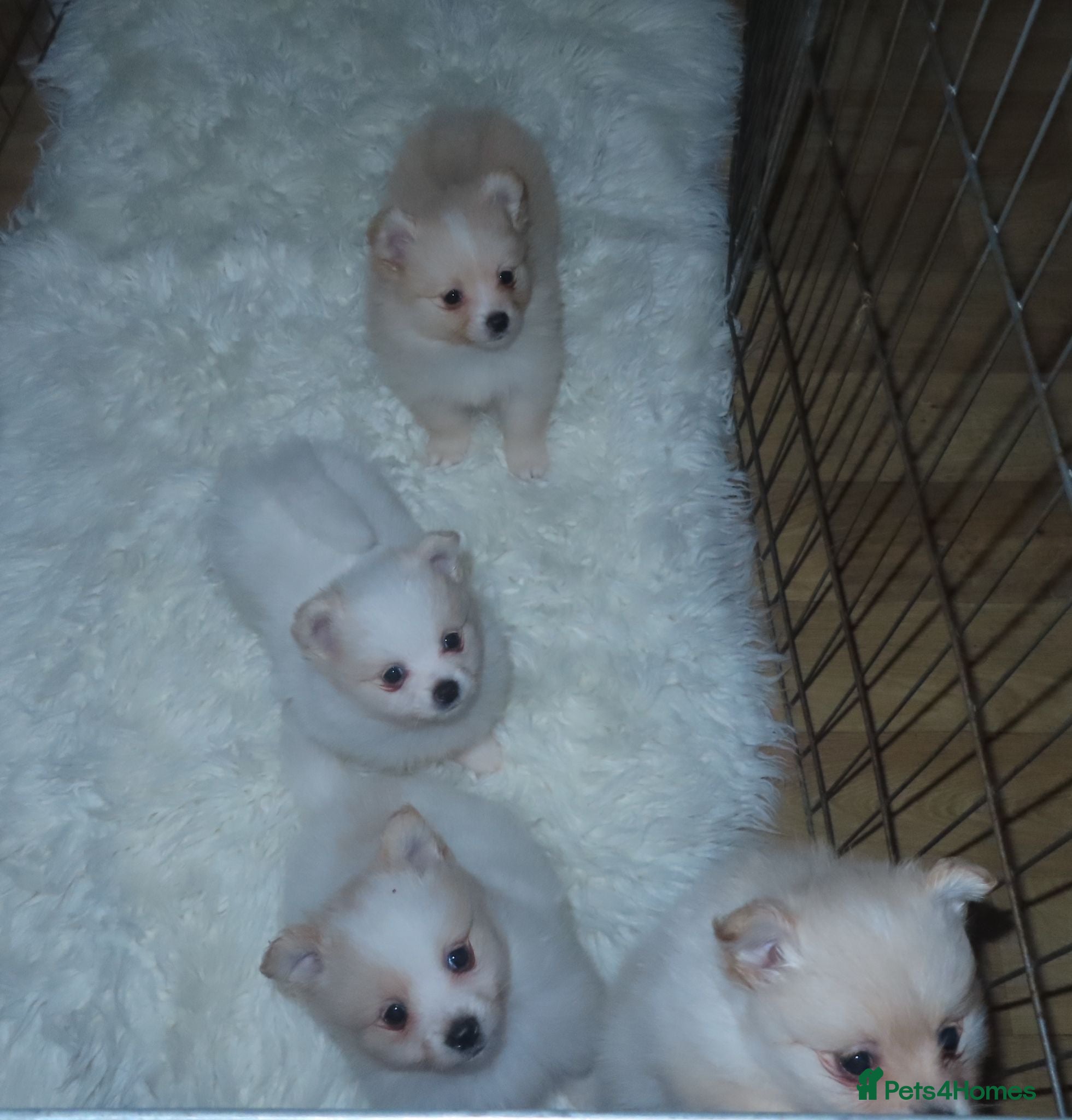 Pomeranian dogs 4 beautiful Pomeranian puppies for sale 1200 - Advert 16