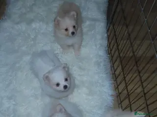 Pomeranian dogs 4 beautiful Pomeranian puppies for sale 1200 - Advert 16
