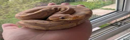 Python Snake reptiles for sale: Banana Black Pastel - Advert 3