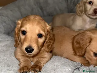 Miniature Dachshund dogs 🧡💛Stunning Longhaired Dachshund Puppies💛🧡 - Advert 8