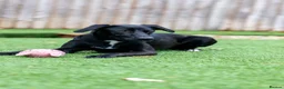 Mixed Breed dogs for adoption: Lovely Lilly - Advert 22