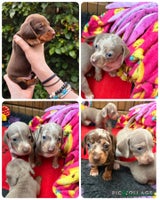 Miniature Dachshund dogs - Advert 15