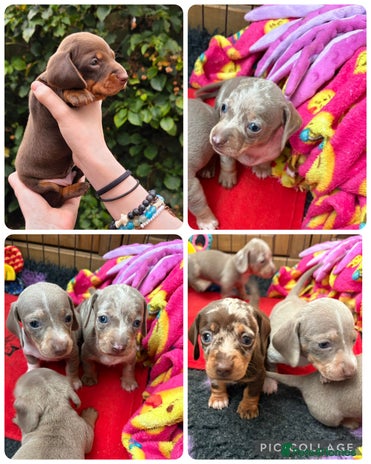 Miniature Dachshund dogs - Advert 1