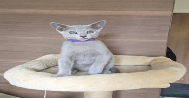 Russian Blue cats - Advert 5