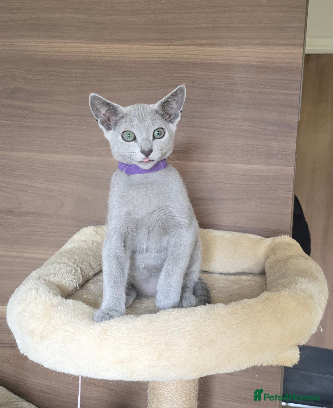 Russian Blue cats for sale: Russian Blue kittens Tica registered  - Image 20