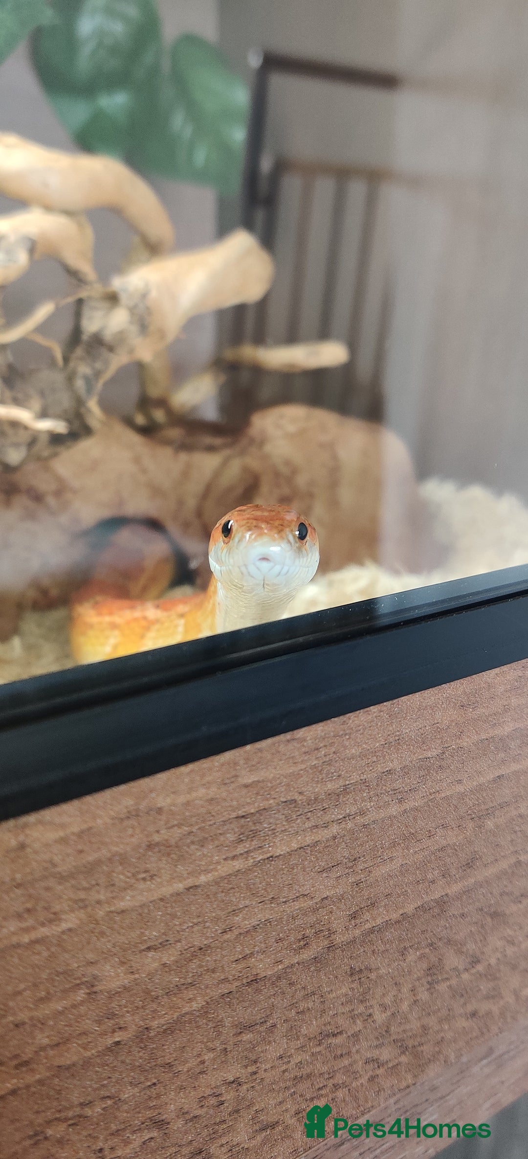 Corn Snake reptiles for sale: Free Corn Snake - Image 2