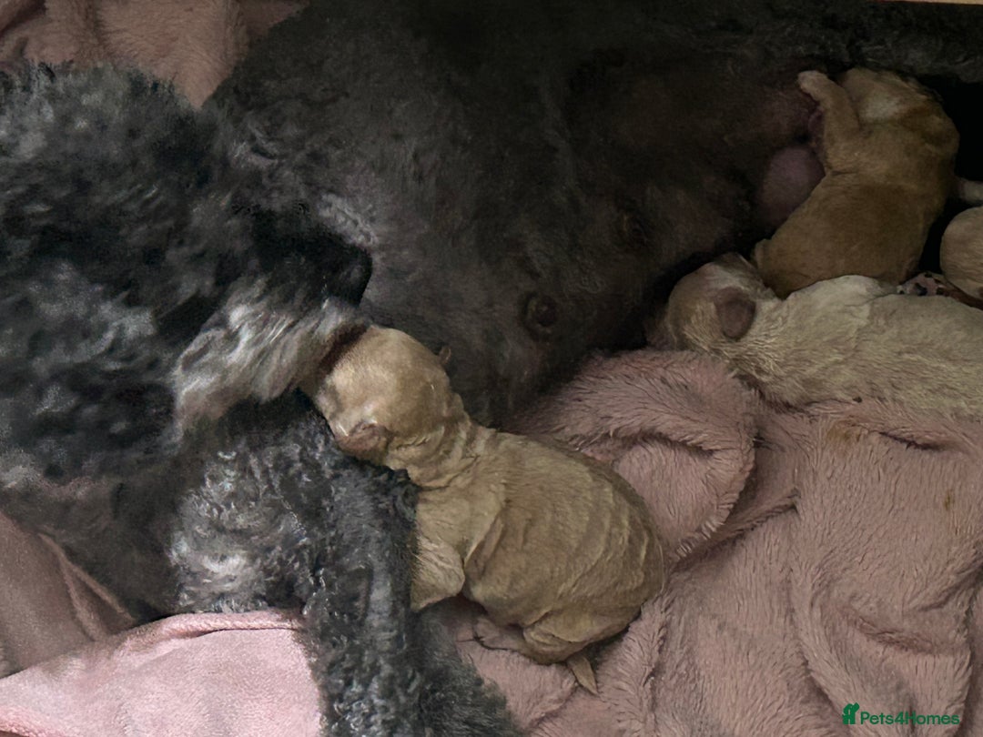 Poochon dogs for sale: Poochon puppies - Image 8