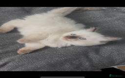 Ragdoll cats for sale: Beautiful Ragdoll kittens  - Image 5