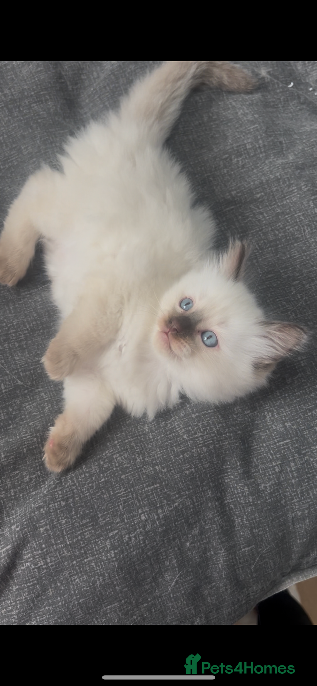 Ragdoll cats for sale: Beautiful Ragdoll kittens  - Image 5