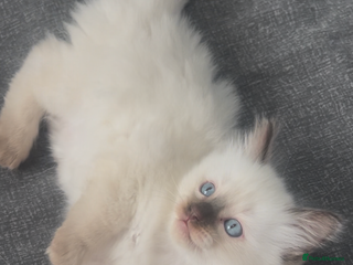 Ragdoll cats - Advert 24