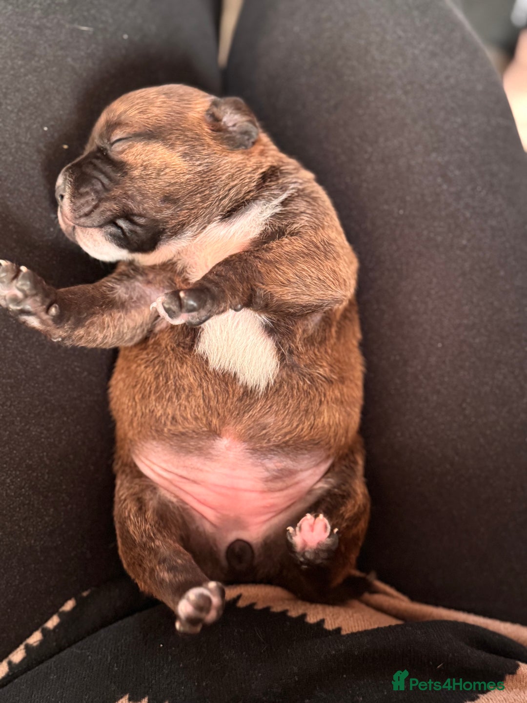 Staffordshire Bull Terrier dogs for sale: KC Staffordshire Bull Terrier - Image 13