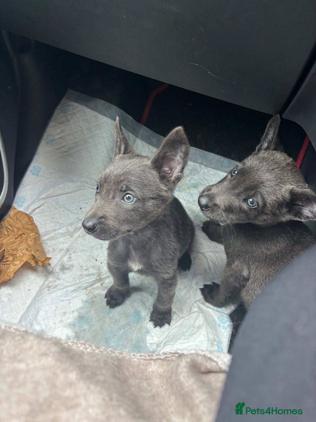 Belgian Shepherd Dog dogs for sale: Blue dutch herder puppy - Image 1