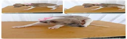 Whippet dogs for sale: Stunning Whippet Puppies for sale in Chesterfield - Advert 3