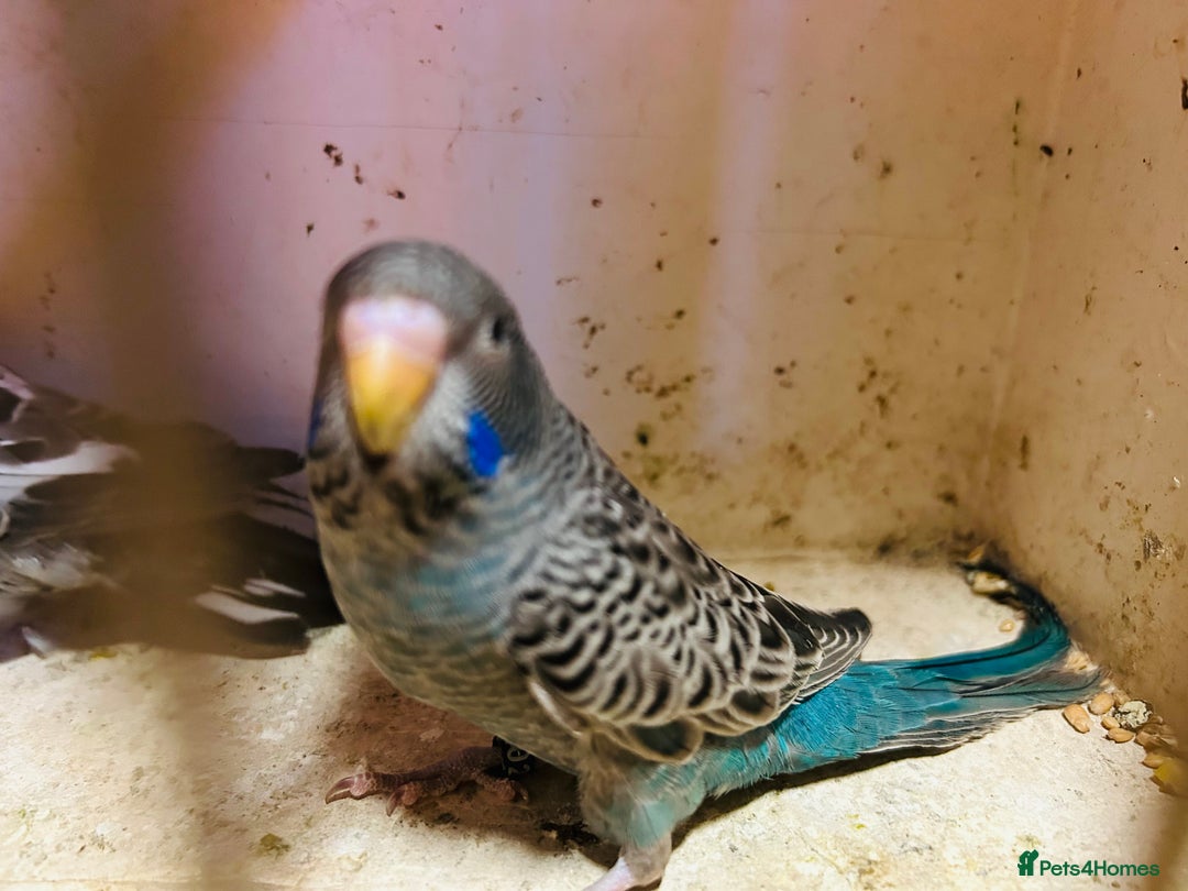 Budgerigars birds for sale: Black face, Black wing, splits, hogoromo budgies  - Advert 10