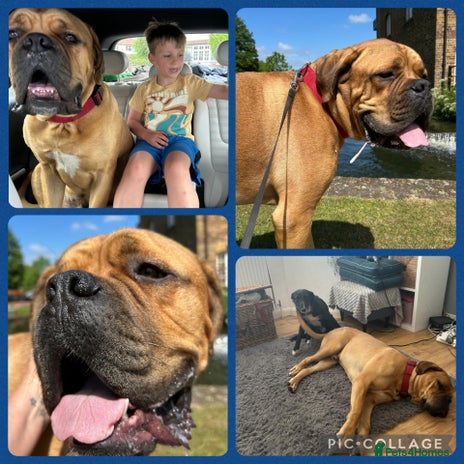 Mixed Breed dogs - Advert 9