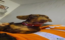 Miniature Dachshund dogs for stud: STUD available  - Image 23