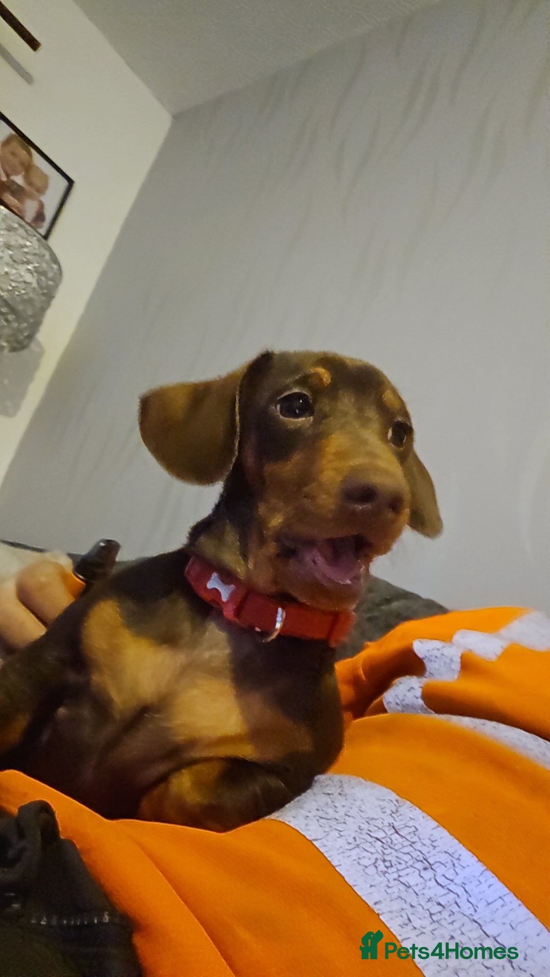 Miniature Dachshund dogs for stud: STUD available  - Image 23