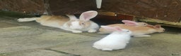 Continental Giant rabbits for sale: Beautiful white eared yellow continental giants  - Advert 10