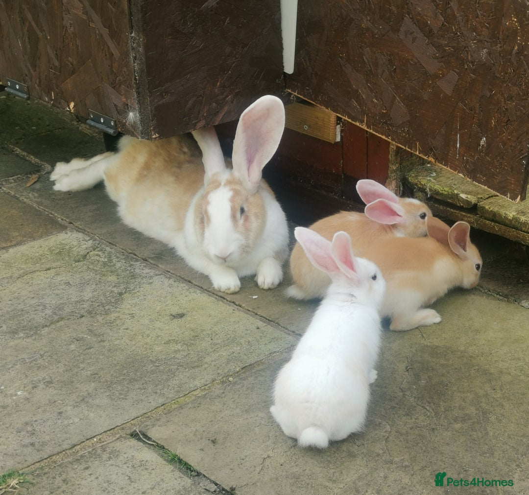 Continental Giant rabbits for sale: Beautiful white eared yellow continental giants  - Image 4