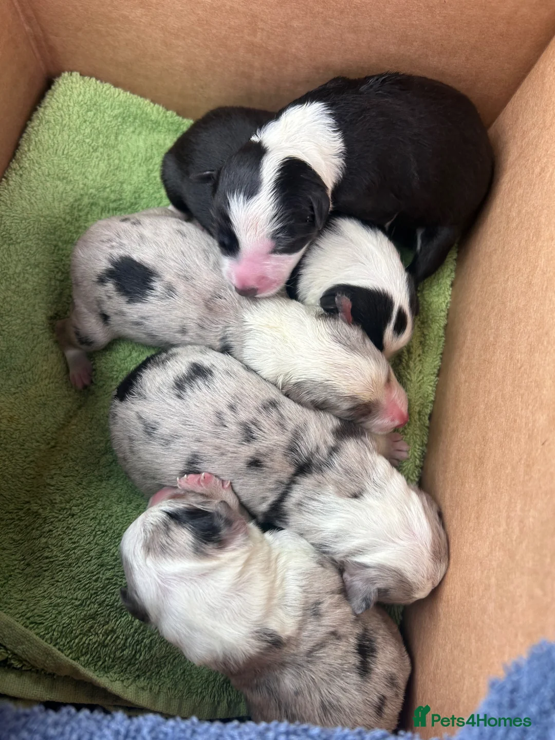 Border Collie dogs for sale: Beautiful health tested border collies - Advert 1