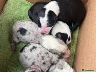 Border Collie dogs Beautiful health tested border collies - Advert 9