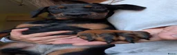 Dobermann dogs for sale: Ready for new homes today!Vaccination✅ microchip✅ - Advert 21
