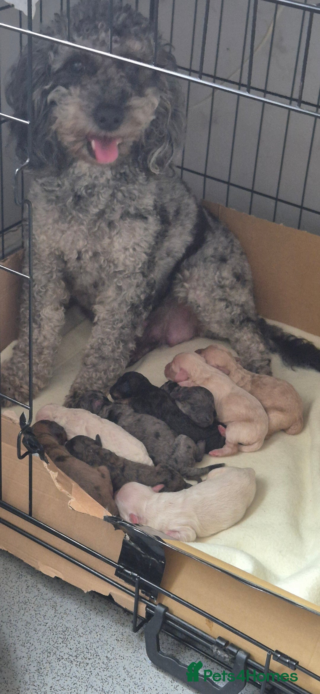 Mixed Breed dogs for sale: Gorgeous cavapoochon puppies - Image 12