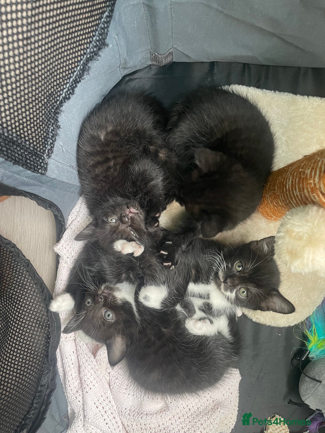 Mixed Breed cats for sale: Kittens For Sale  - Image 8