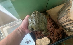 Frog reptiles for sale: Bull frog - Image 7