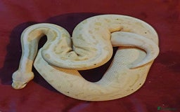 Python Snake reptiles for sale: Ball pythons, adults, male and femal - Image 4
