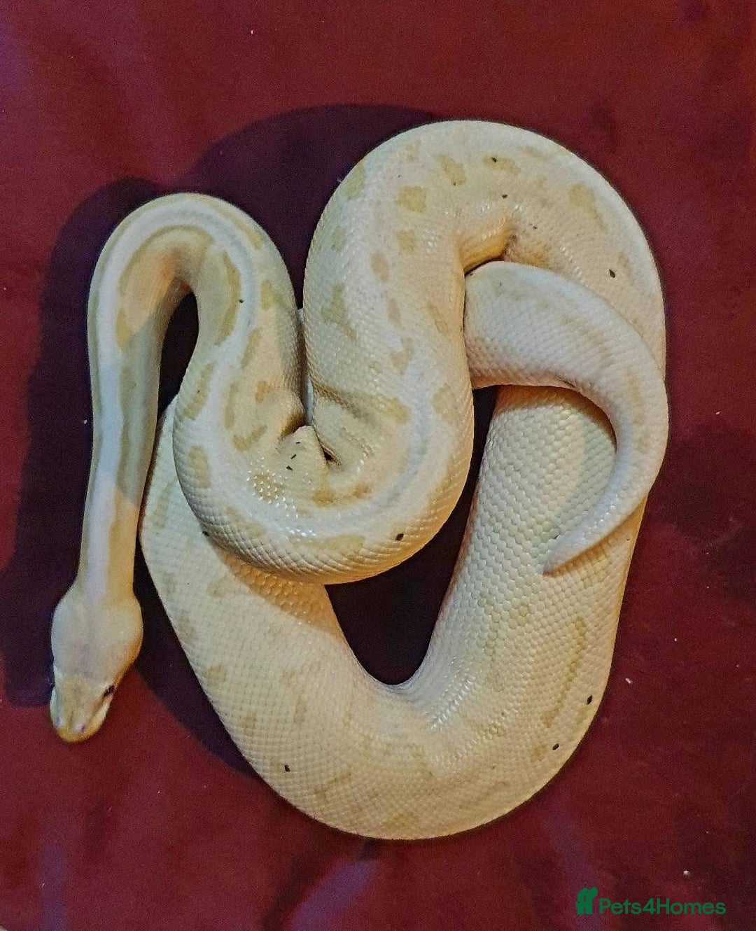 Python Snake reptiles for sale: Ball pythons, adults, male and femal - Image 4