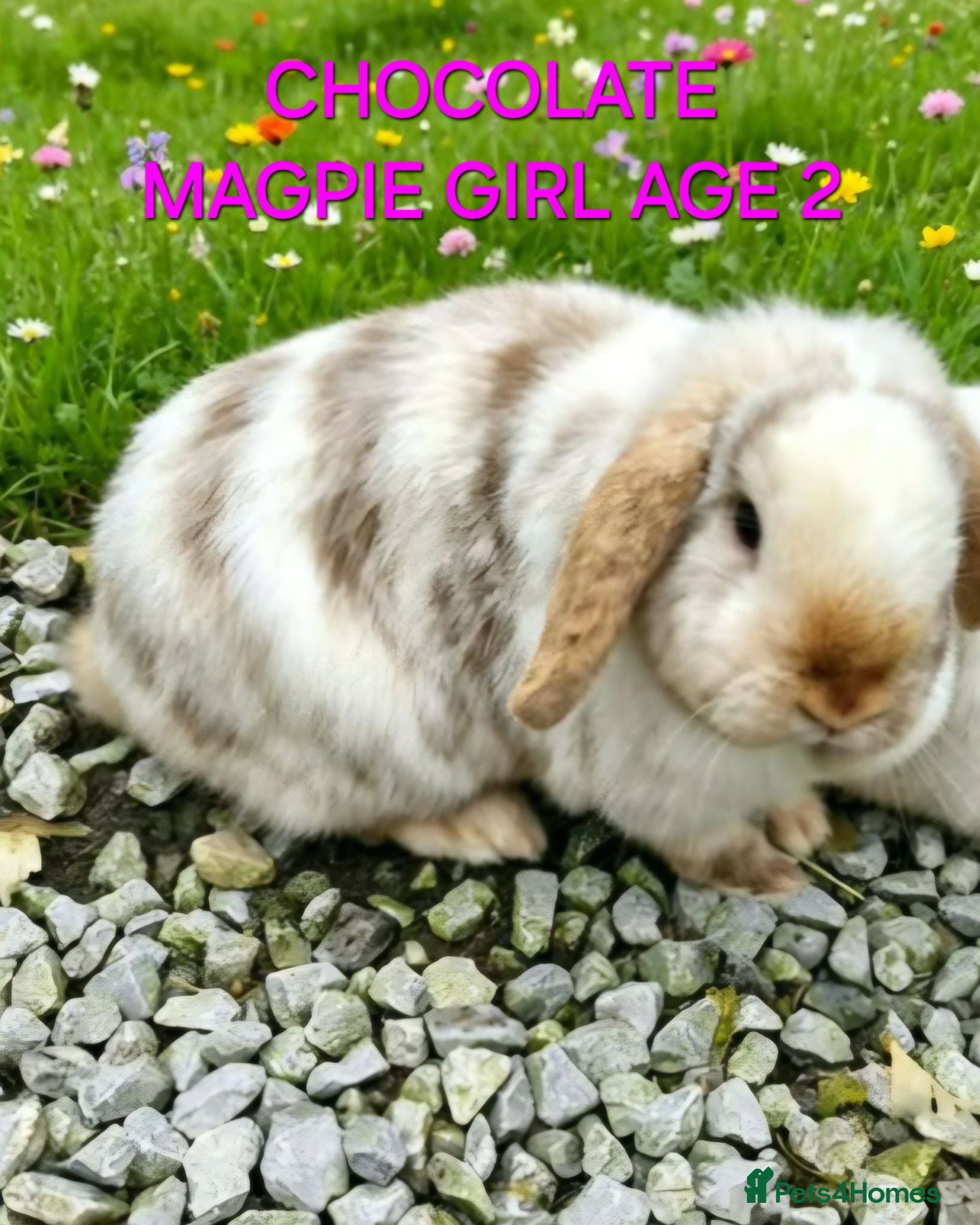Mini Lop rabbits Gorgeous mini lop babies and 2 adults girls  - Advert 12