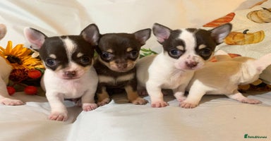 Chihuahua dogs - Advert 7