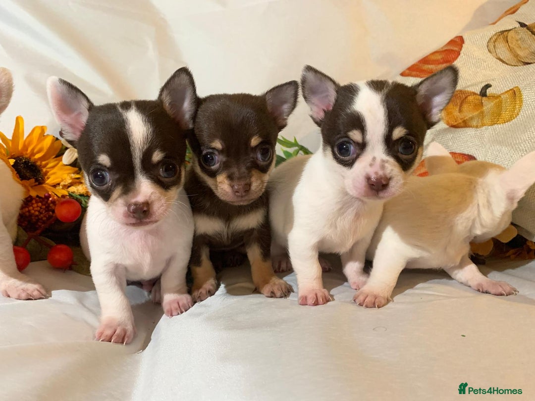 Chihuahua dogs for sale: Tiny chihuahua puppies  - Image 3