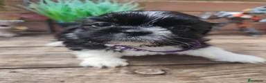 Shih Tzu 4