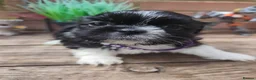 Shih Tzu dogs for sale: Shih tzu puppies  - Advert 10