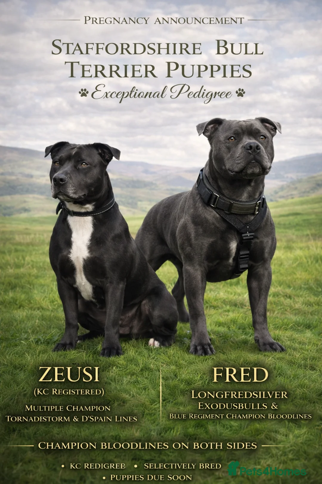 Staffordshire Bull Terrier dogs for sale: 🐾 KC Staffordshire Bull Terrier  🐾 in Pwllheli - Advert 1