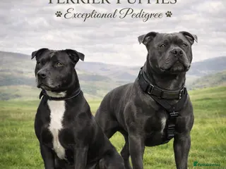 Staffordshire Bull Terrier dogs 🐾 KC Staffordshire Bull Terrier 🐾 - Advert 9