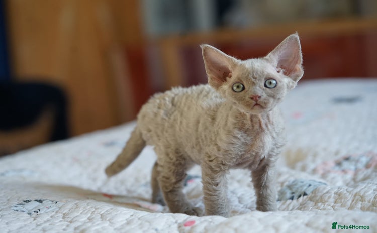 Devon Rex cats - Advert 8