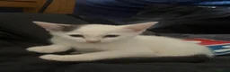 Mixed Breed cats for sale: Beautiful Kittens for Sale - Advert 4