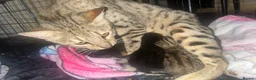 Savannah cats for sale: F3 savanna female left  - Advert 3
