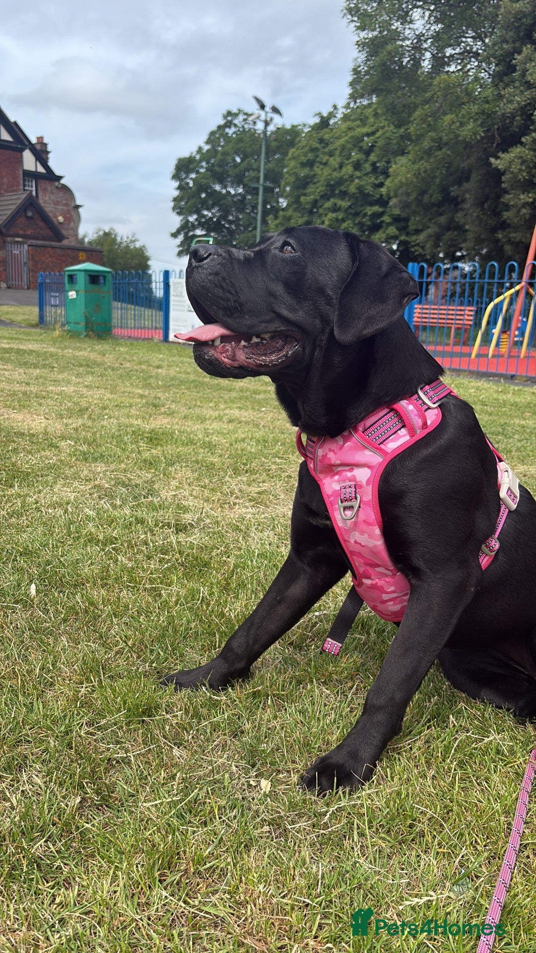 Cane Corso dogs Cane corsa  - Advert 11
