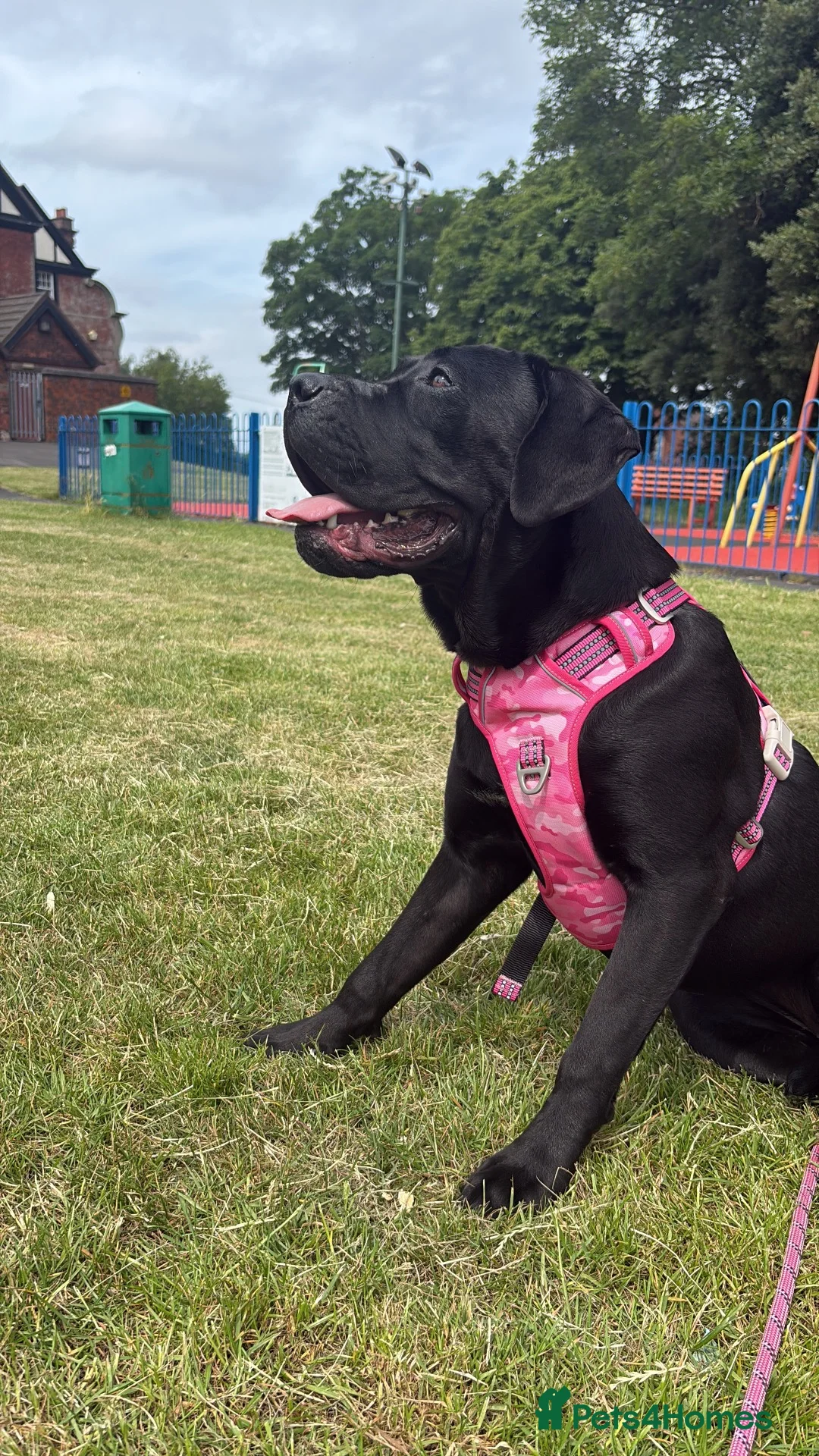 Cane Corso dogs for sale: Came corsa  - Advert 2
