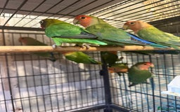 Lovebirds birds for sale: Love birds for sale  - Image 2