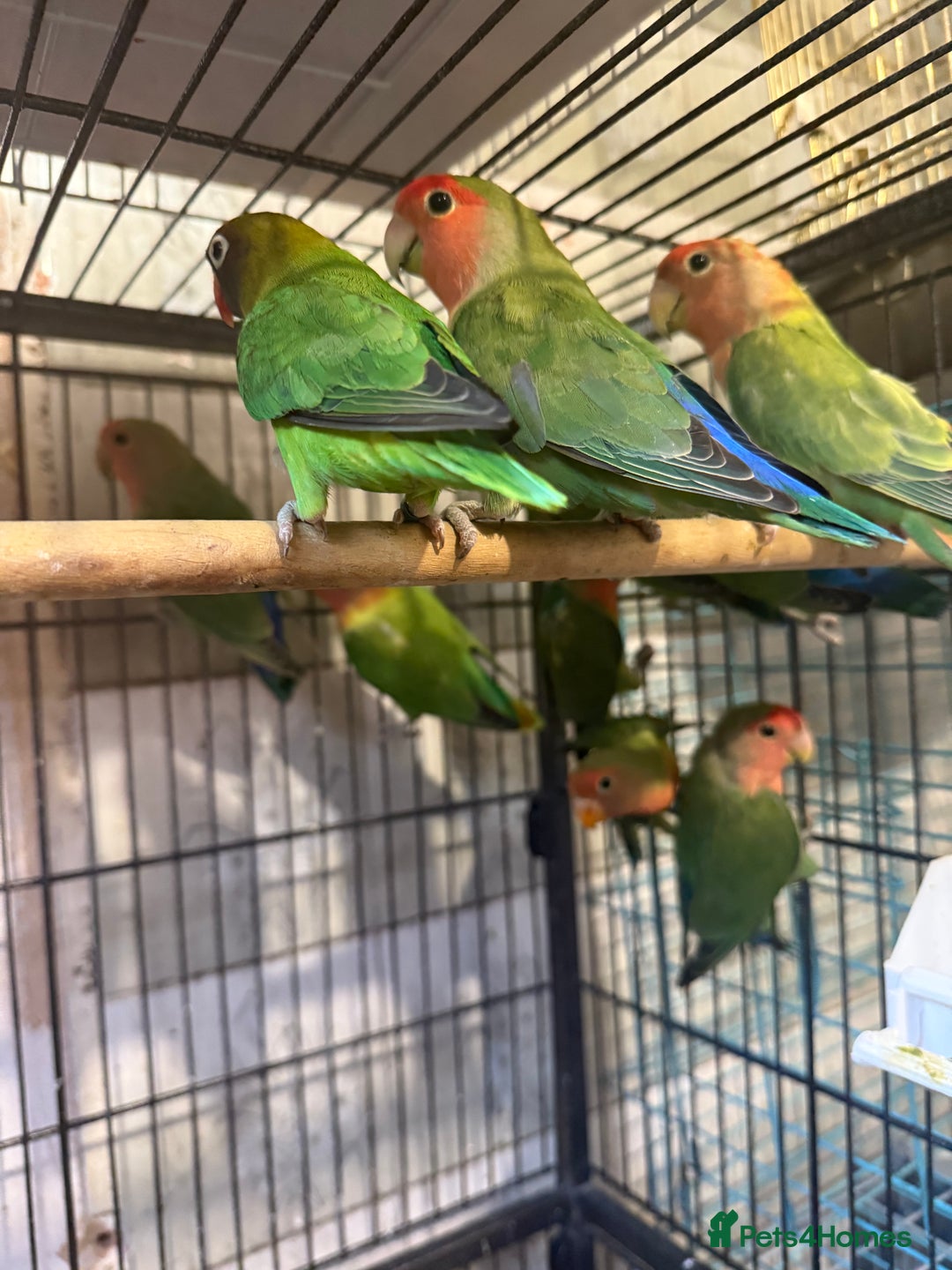Lovebirds birds for sale: Love birds for sale  - Image 2