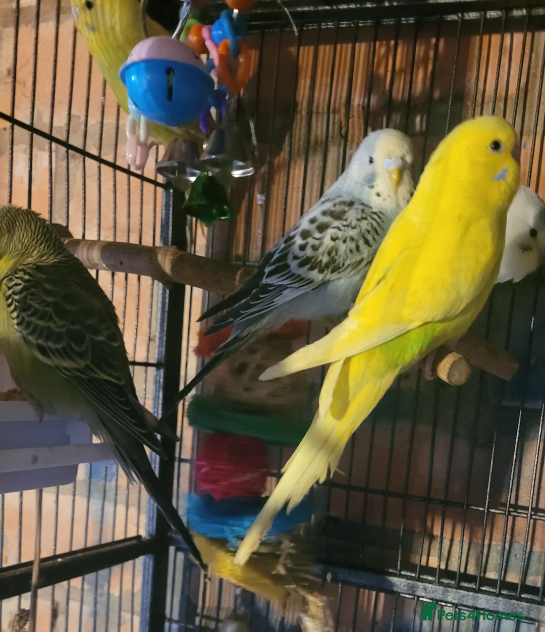 Budgerigars birds for sale: Baby Budgies (no offers) - Advert 7