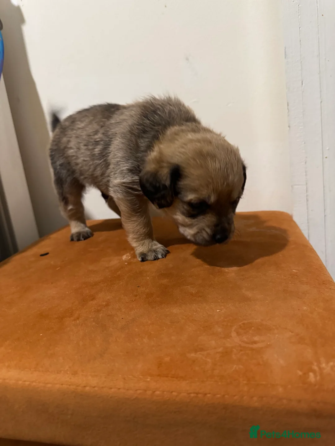 Mixed Breed dogs for sale: Rottweiler cross puppies - Advert 12