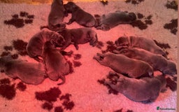 Staffordshire Bull Terrier dogs for stud: A NEW SUPERIOR SOLID BLUE MALE  - Image 11